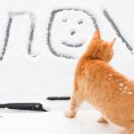 shutterstock_1615146259