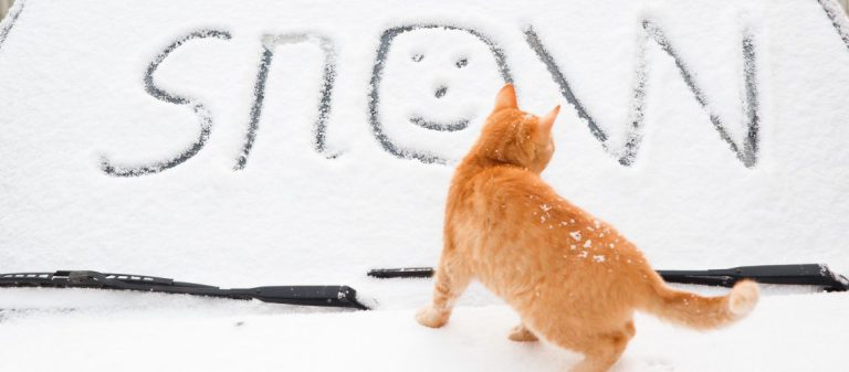 shutterstock_1615146259