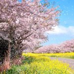 It,Is,The,Scenery,Of,Noxan,Road,In,Jeju,Island