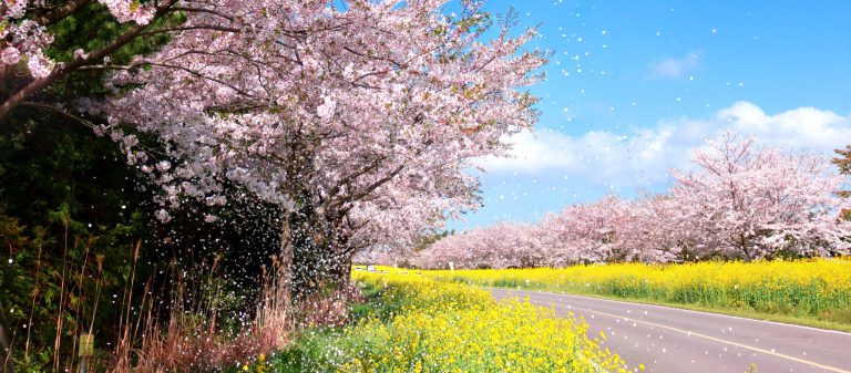 It,Is,The,Scenery,Of,Noxan,Road,In,Jeju,Island