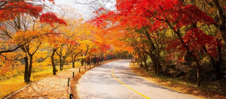 Naejangsan,Road,Korea