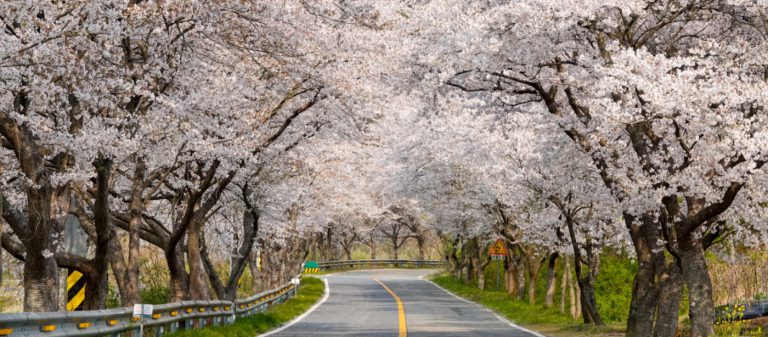 Road,With,Cherry,Blossoms,In,Full,Bloom,On,A,Spring